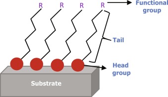 Self-Assembled Monolayers: How One Molecular Layer Controls Wetting and Interfaces