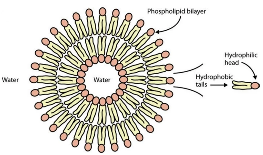 Structure-of-a-lipid-vesicle
