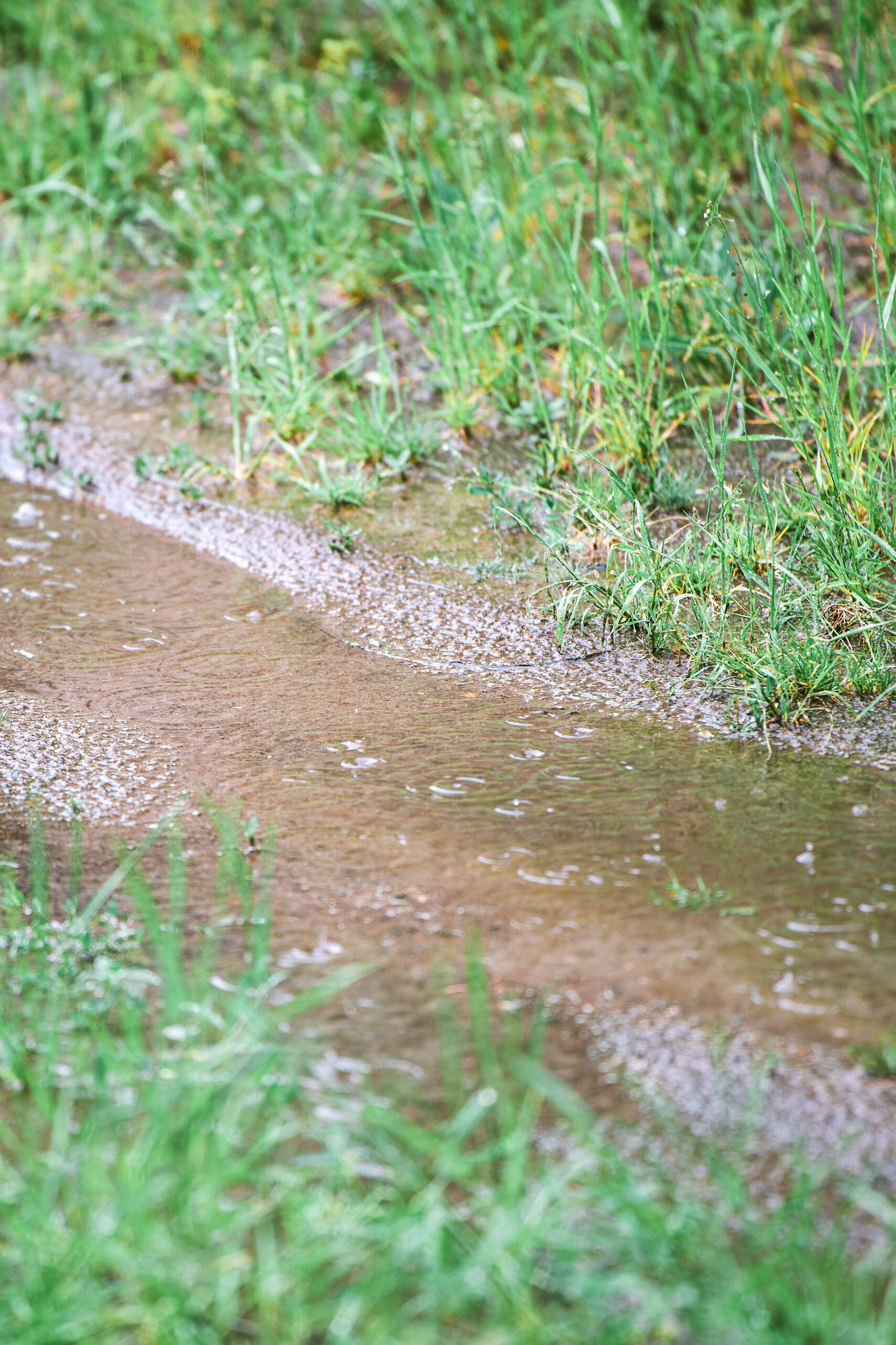Water repellent soil preventing rainwater from soaking into the ground