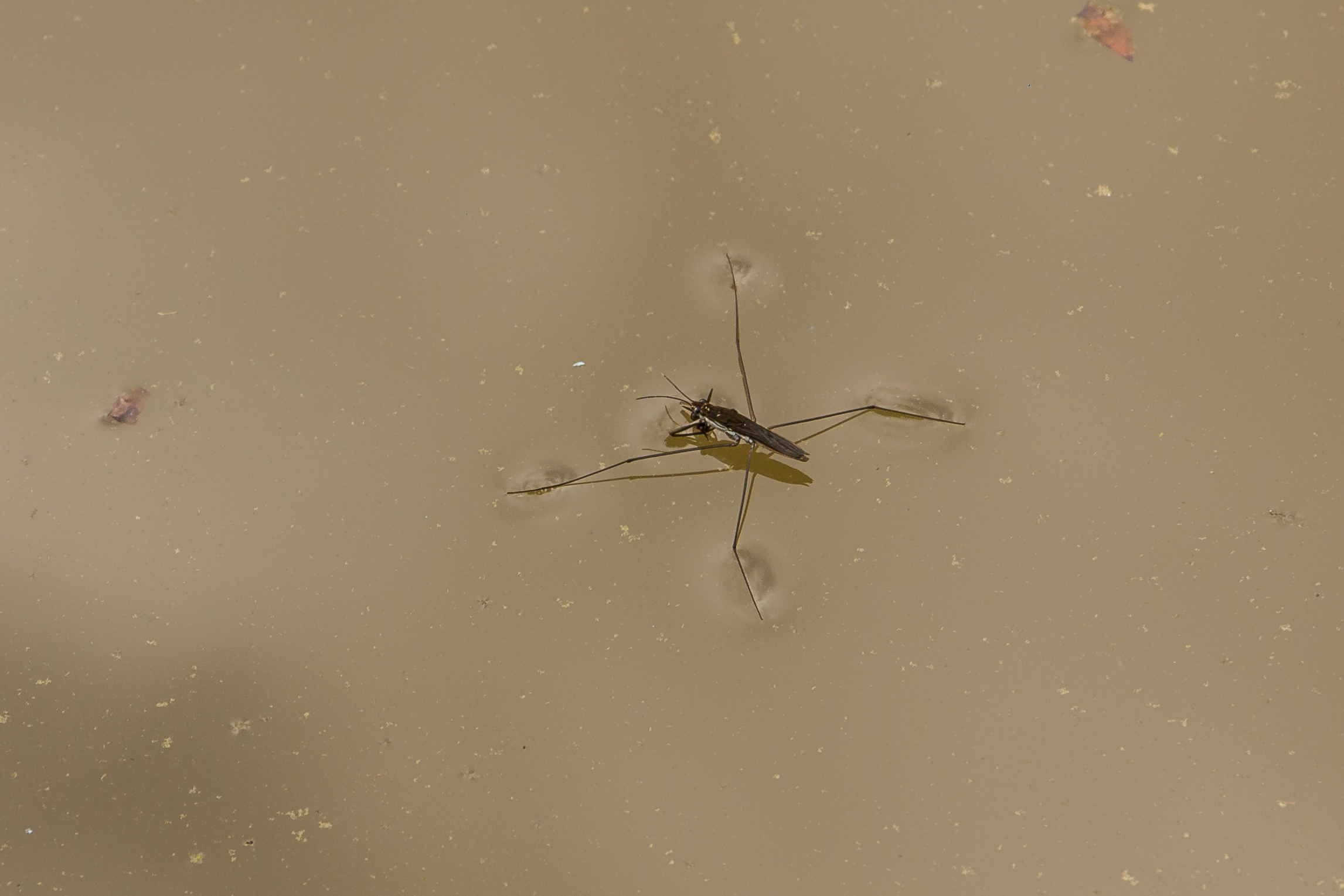How Surface Tension Lets Insects Walk on Water